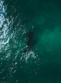 Los Mejores Lugares para Observar Ballenas y Delfines en las Islas Baleares